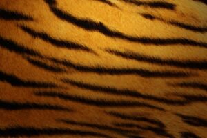 Tiger Skin7615411808